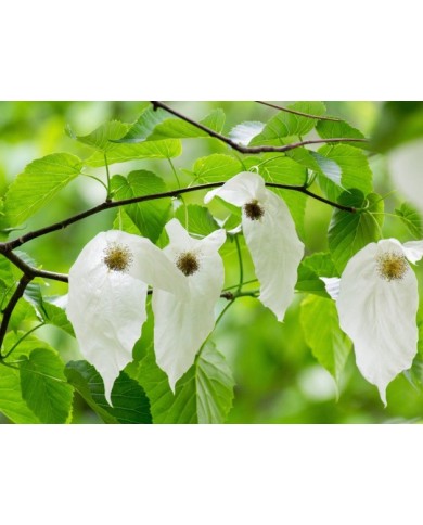 Davidia involucrata