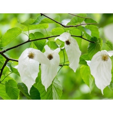 Davidia involucrata