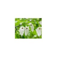 Davidia involucrata