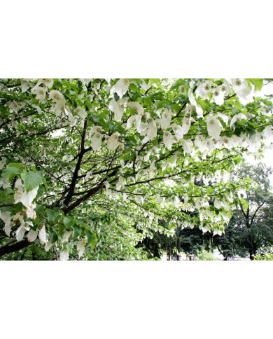 Davidia involucrata