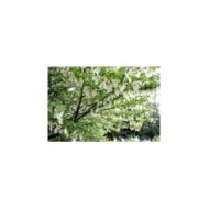 Davidia involucrata