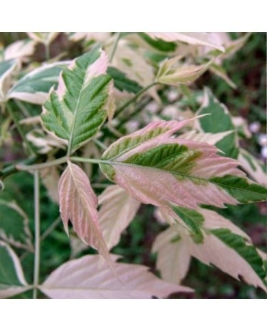 Acer negundo 'Flamingo' (détail feuillage)