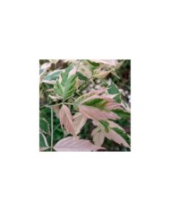 Acer negundo 'Flamingo' (détail feuillage)