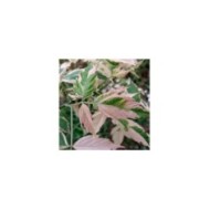 Acer negundo 'Flamingo' (détail feuillage)