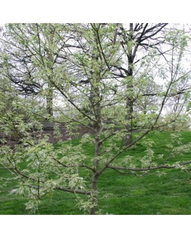 Acer negundo 'Flamingo'
