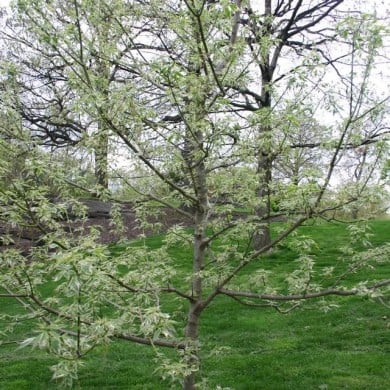 Acer negundo 'Flamingo'