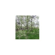 Acer negundo 'Flamingo'