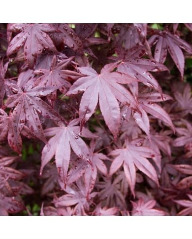 Acer palmatum 'Bloodgood' - feuilles - F.D. Richards - Flickr
