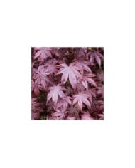Acer palmatum 'Bloodgood' - feuilles - F.D. Richards - Flickr