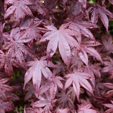 Acer palmatum 'Bloodgood' - feuilles - F.D. Richards - Flickr