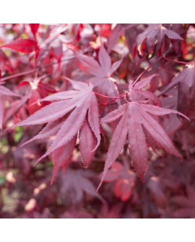 Acer palmatum 'Bloodgood' - feuillage - F.D. Richards - Flickr