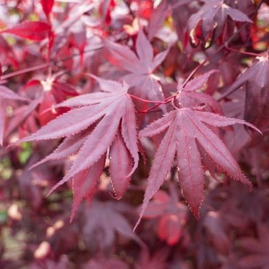 Acer palmatum 'Bloodgood' - feuillage - F.D. Richards - Flickr