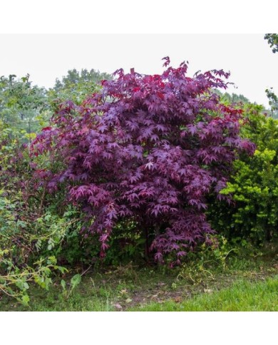 Acer palmatum 'Bloodgood' - vue d'ensemble - F.D. Richards - Flickr