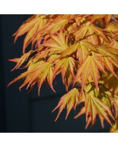 Acer palmatum 'Orange Dream'  Erable du Japon (jacki-dee)