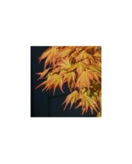 Acer palmatum 'Orange Dream'  Erable du Japon (jacki-dee)