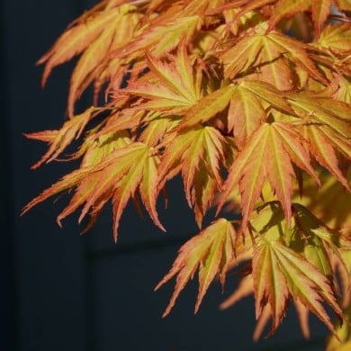 Acer palmatum 'Orange Dream'  Erable du Japon (jacki-dee)