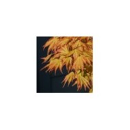 Acer palmatum 'Orange Dream'  Erable du Japon (jacki-dee)