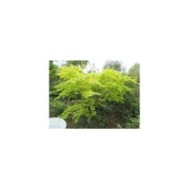 Erable du Japon 'Orange Dream' - feuillage de printemps
