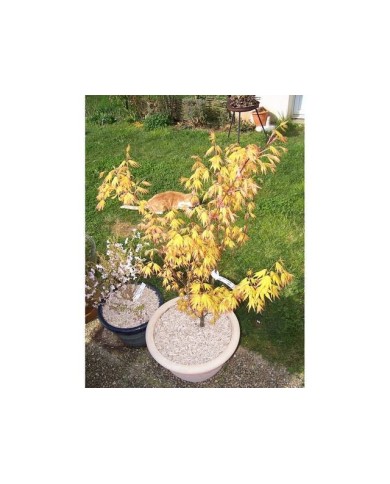 Acer palmatum 'Orange dream' en pot