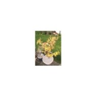 Acer palmatum 'Orange dream' en pot