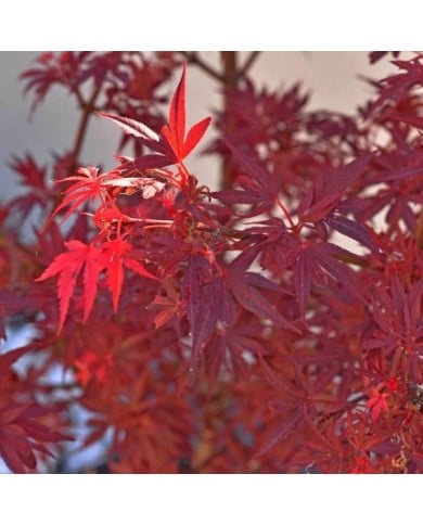 Acer palmatum 'Shaina' (détail feuillage)