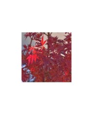 Acer palmatum 'Shaina' (détail feuillage)