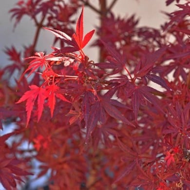 Acer palmatum 'Shaina' (détail feuillage)