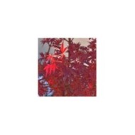 Acer palmatum 'Shaina' (détail feuillage)