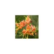 Chèvrefeuille Firecracker®