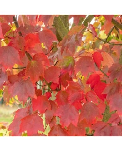 Erable trident - Acer rubrum 'Brandywine' (progarten / Adobe Stock)