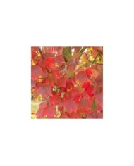 Erable trident - Acer rubrum 'Brandywine' (progarten / Adobe Stock)
