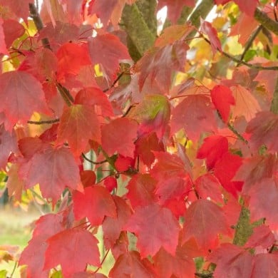 Erable trident - Acer rubrum 'Brandywine' (progarten / Adobe Stock)