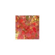 Erable trident - Acer rubrum 'Brandywine' (progarten / Adobe Stock)