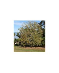 Erable trident - Acer buergerianum ( Forest and Kim Starr)