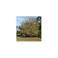 Erable trident - Acer buergerianum ( Forest and Kim Starr)