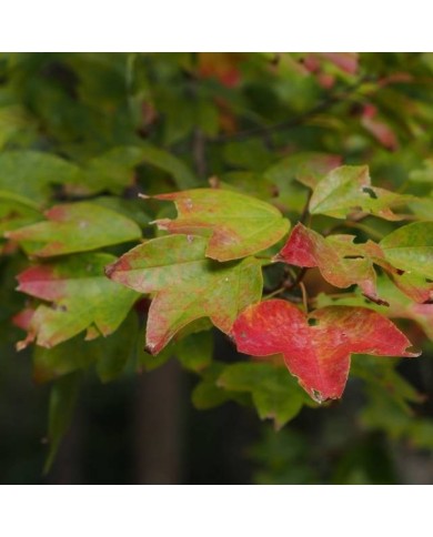 Erable trident - Acer buergerianum (harum.koh)