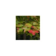 Erable trident - Acer buergerianum (harum.koh)