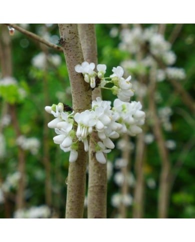 Cercis chinensis 'Shirobana' - fleurs (Scott Zona)