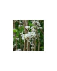 Cercis chinensis 'Shirobana' - fleurs (Scott Zona)
