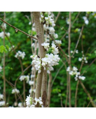 Cercis chinensis 'Shirobana' (Scott Zona)