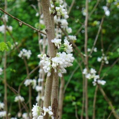 Cercis chinensis 'Shirobana' (Scott Zona)