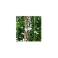 Cercis chinensis 'Shirobana' (Scott Zona)