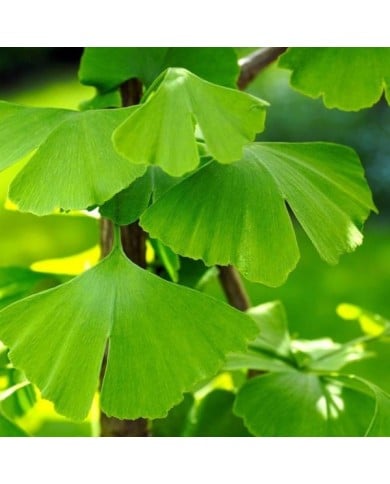 Ginkgo biloba - feuillage (Matthias Böckel / Pixabay)