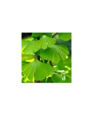 Ginkgo biloba - feuillage (Matthias Böckel / Pixabay)