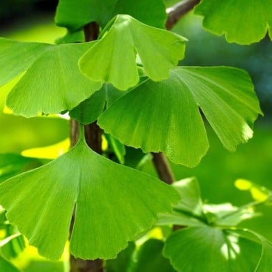Ginkgo biloba - feuillage (Matthias Böckel / Pixabay)