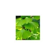 Ginkgo biloba - feuillage (Matthias Böckel / Pixabay)