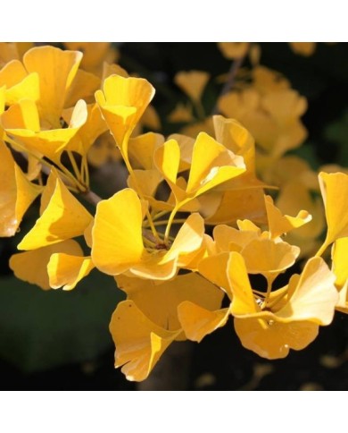 Ginkgo biloba - Feuillage d'automne (lkbeach / Pixabay)