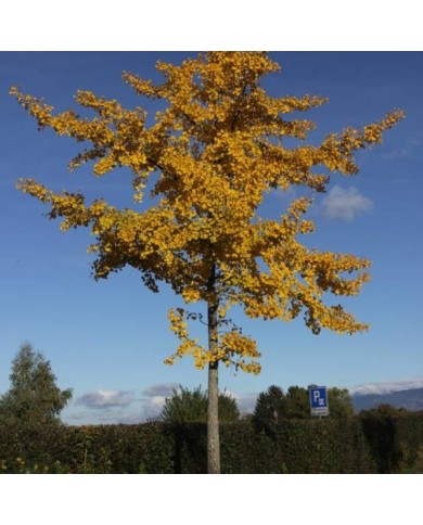 Ginkgo biloba à l'automne (Björn S. / flickr.com)