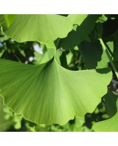 Ginkgo biloba - feuille (Kricket / flickr.com)