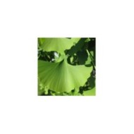 Ginkgo biloba - feuille (Kricket / flickr.com)